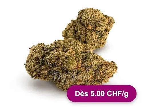 Fleurs de CBD Harlequin - Dès 5.00 CHF/g - Tiny Green