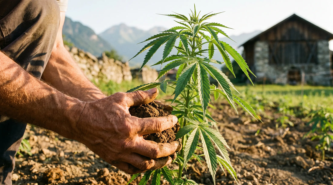 Mains tenant de la terre au pied d'un jeune plant de chanvre dans un champ