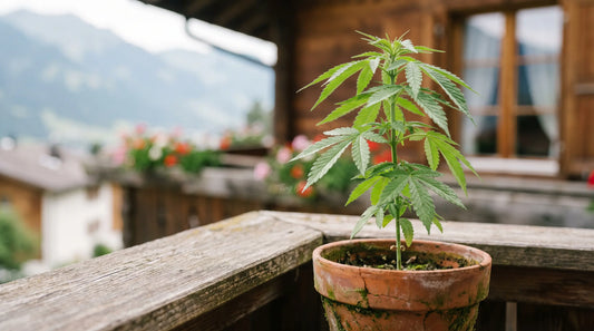 Jeune plant de chanvre dans un pot en terre cuite sur un balcon