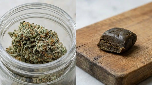 Résine ou fleur de CBD, comparatif Tiny Green