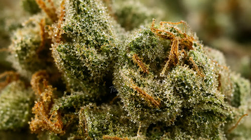 Terpènes et CBD : pourquoi l'odeur d'une fleur en dit plus que son taux affiché
