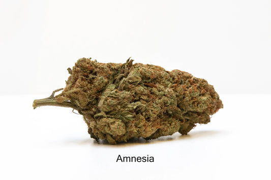 Amnesia