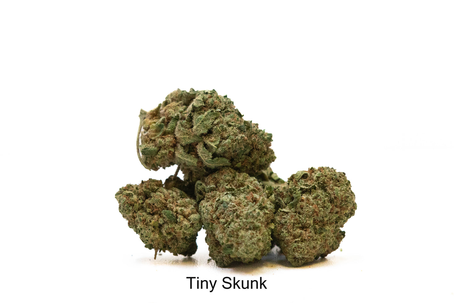 Tiny Skunk