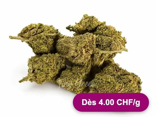 Fleurs de CBD Bubble Gum Purple - Dès 4.00 CHF/g - Tiny Green