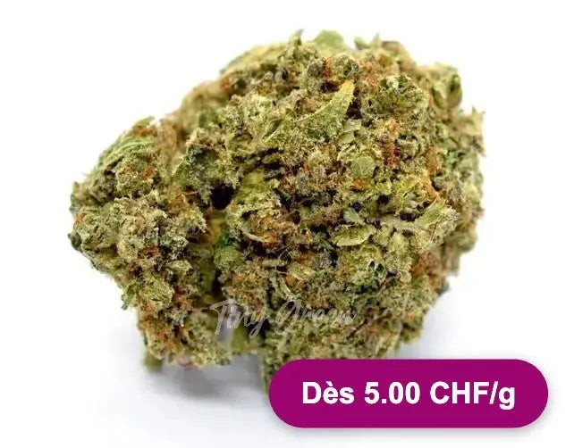 Fleurs de CBD Critical - Dès 5.00 CHF/g - Tiny Green