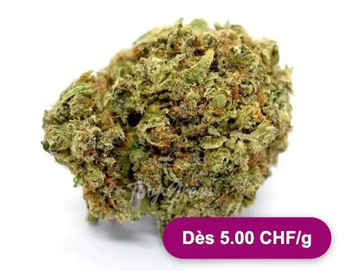 Fleurs de CBD Critical - Dès 5.00 CHF/g - Tiny Green