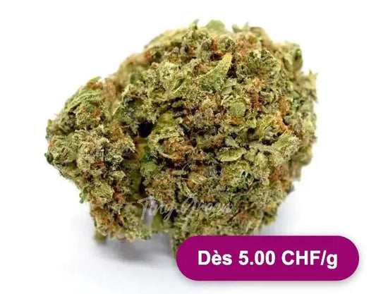 Fleurs de CBD Critical - Dès 5.00 CHF/g - Tiny Green