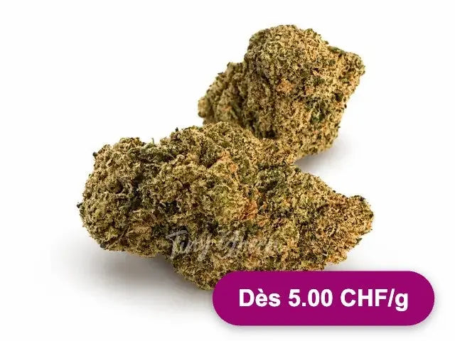 Fleurs de CBD Harlequin - Dès 5.00 CHF/g - Tiny Green